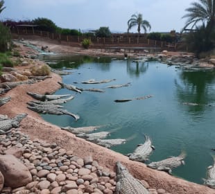 Stadtrundfahrt Agadir