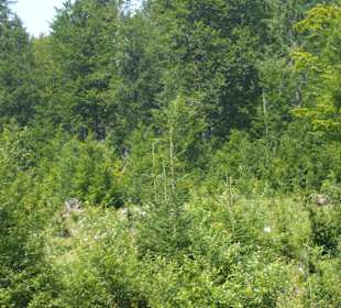 Parcul Natural Apuseni