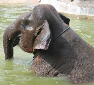 Elefantenpark-Sumatra Elefanten