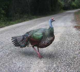 Pfauentruthahn im Biosphärenreservat
