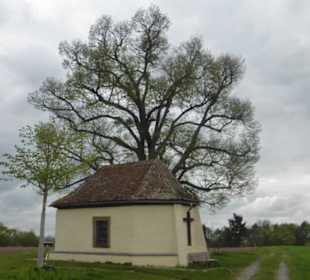 Die Gertraudis-Kapelle auf dem Kapellenberg