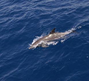 Ein Delfin