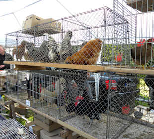 Burgdorfer Pferde- und Hobbytiermarkt