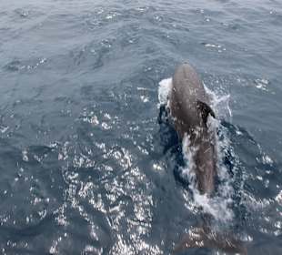 Katamaranfahrt zur Isla Saona