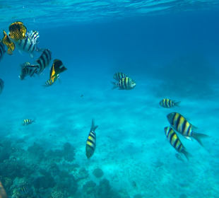 Schnorcheln Sahl Hasheesh