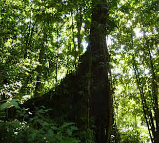 Sehr großer Baum