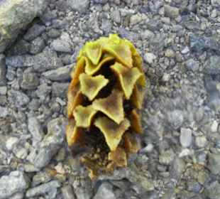 Вот такие водоросли