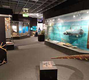 Evolution im LWL-Museum für Naturkunde