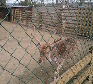 Zoo Ohrada Hluboká nad Vltavou