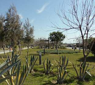 Etwas stacheliges ist auch dabei