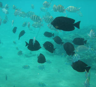 Fischschwarm am Hausriff