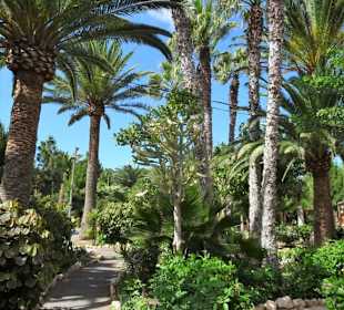 Eindrücke von der Wanderung durch den Palmenhain
