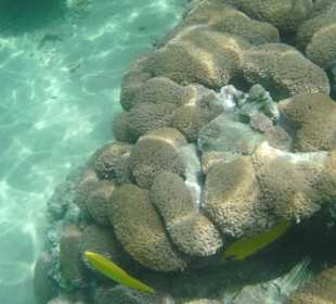 Gelbe Fische am Riff