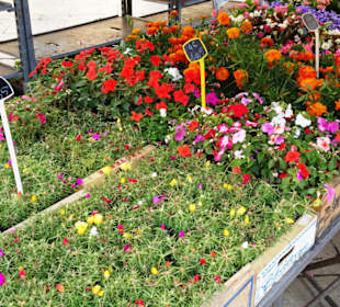 Eindrücke vom Blumenmarkt in Aix-en-Provence