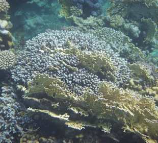 Schnorcheln am Außenriff