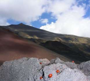 Marienkäfer auf dem Ätna?