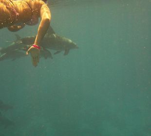 Schwimmen mit den Delfinen