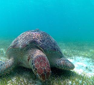 Darf ich vorstellen...Otilie!