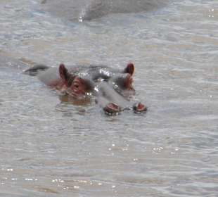 Hippo am Mara River