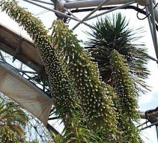 Eden Project 