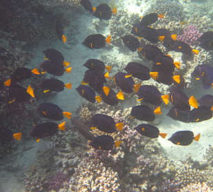 Blauer Segelflossendoktor