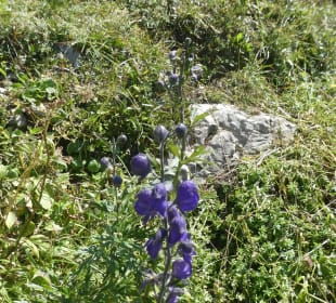 Bei unseren Wanderungen am Nebelhorn