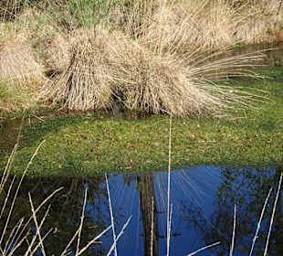 Impressionen vom Rundgang durch das Pietzmoor