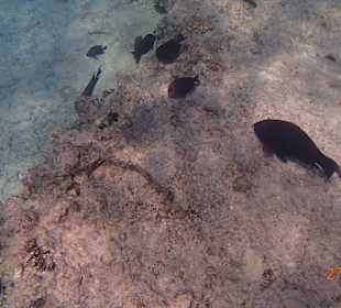 Ein nugieriger fisch