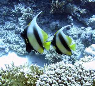 Nurkowanie w Sharm el Sheikh - podwodne życie