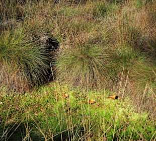 Eindrücke aus dem Großen und Weißen Moor