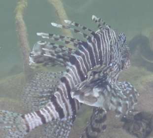 Drachenfische in der Lagune