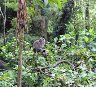 Sacred Monkey Forest Sanctuary