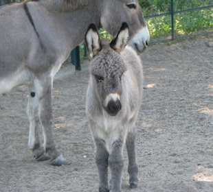 Eseljunges