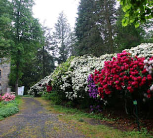 Rhododendron in voller Blüte