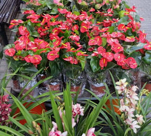 Breites Blumenangebot