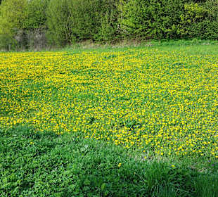 Ende April am Stausee Blumenwiese