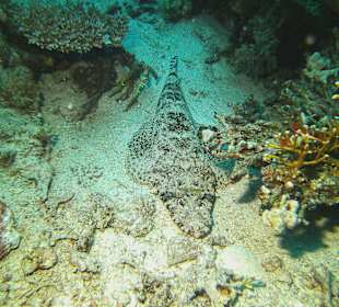 Tauchen bei der Dive Connection