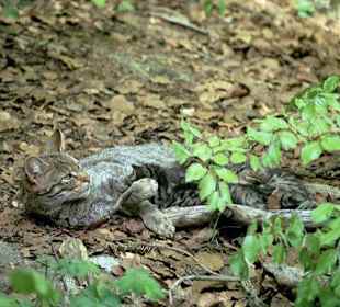 Naturpark Bayrischer Wald, Wildkatze