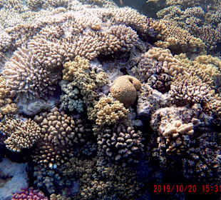 Schnorcheln Nabq Bay