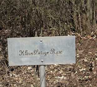 Premiumwanderweg "hochgeblickt"