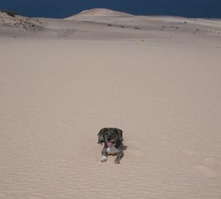 Eddie, der Tourguide