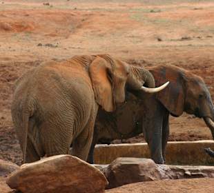 Eindrücke im Tsavo Ost; Elefanten am Wasserloch