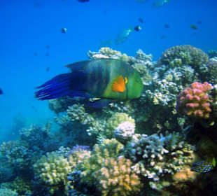 Besenschwanz-Lipfisch am Hausriff