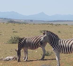 Zebrababy 3 Tage als