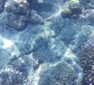 Ein Krokodilfisch beim Schnorcheln am Hausriff 