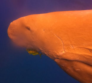 Schnorcheln Abu Dabbab