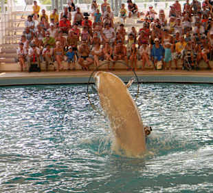 Pokaz delfinów