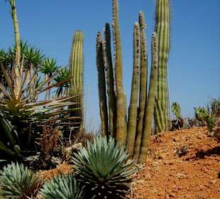 Südamerikanische Kakteen