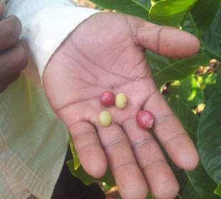 Kaffeebohnen direkt vom Baum