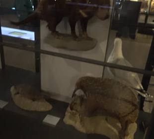 Museum für Naturkunde